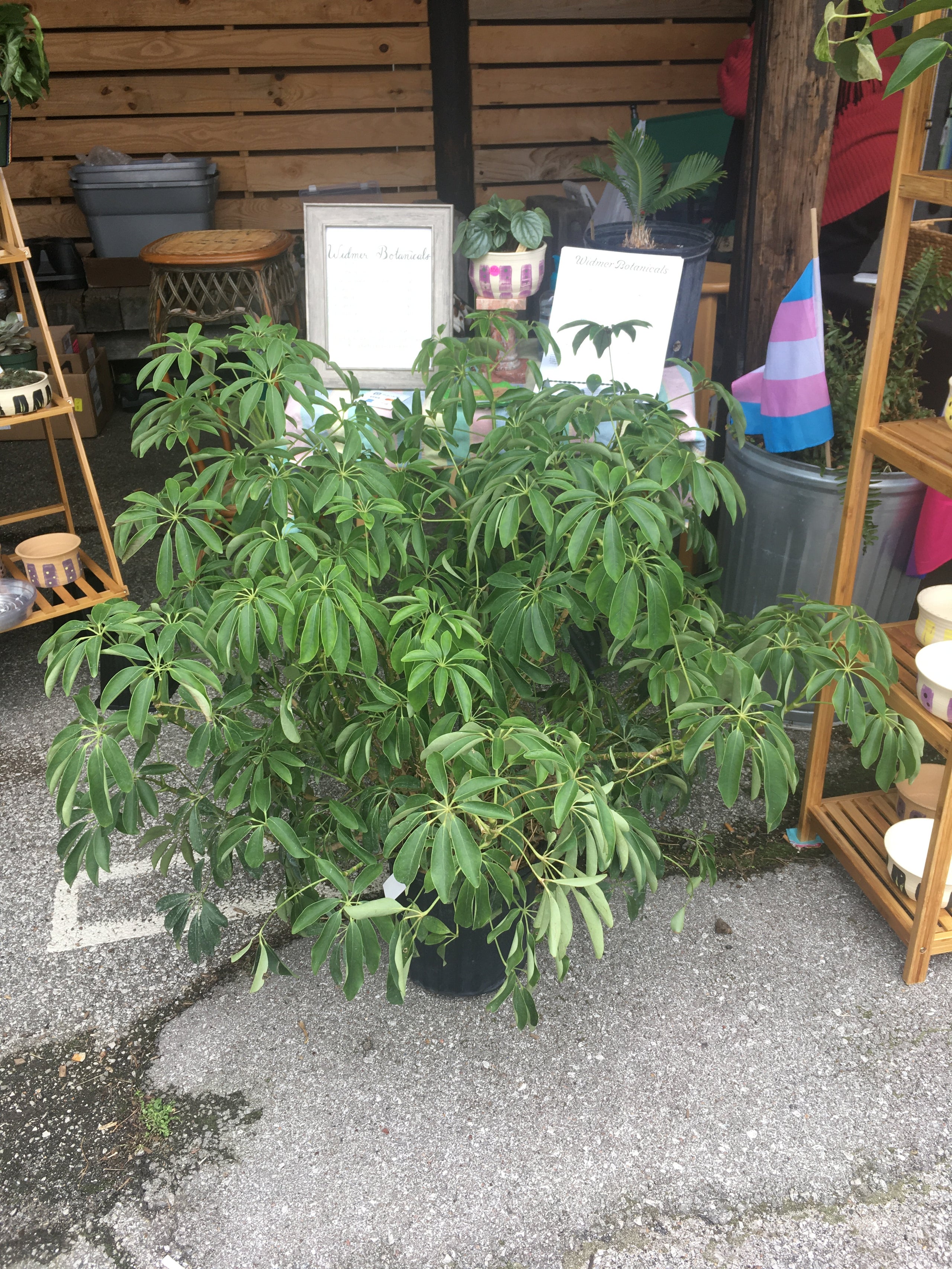 Schefflera arboricola (Umbrella Tree) Widmer Botanicals